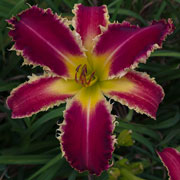 Pelican Teeth Daylily